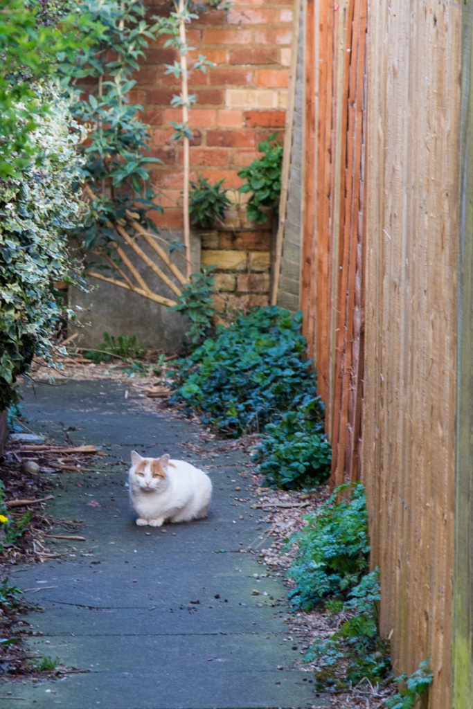 Shy white cat spotted from afar on Norton Terrace in Stirchley