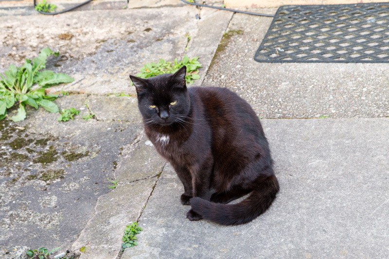 Black cat looking nonplussed about the sudden arrival of a team of Labour Party volunteers on Twyning Road