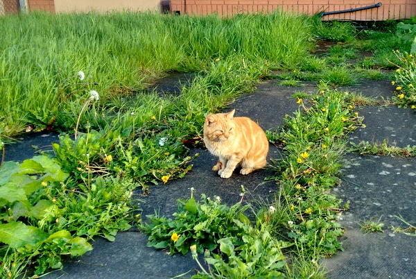 Ginger cat sitting on a driveway next to see green foliage 