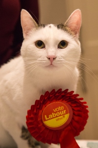 White cat dressed up with a 'Vote Labour' red rosette