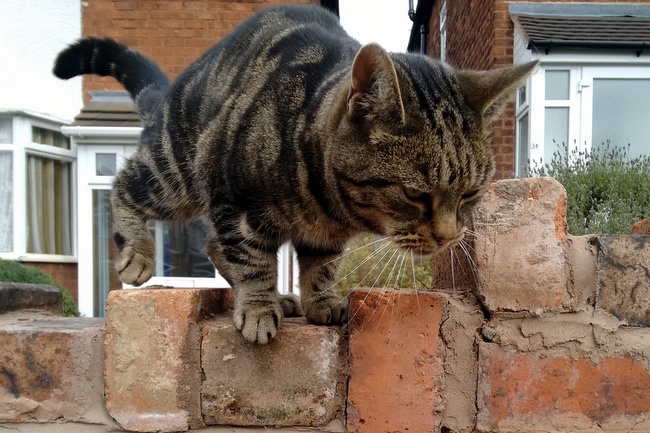Bengal cat leaping from wall on Dell Road