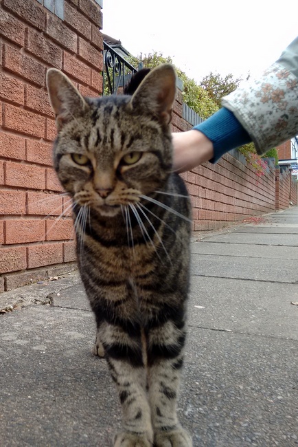 Bengal cat on Dell Road being stroked by my wife